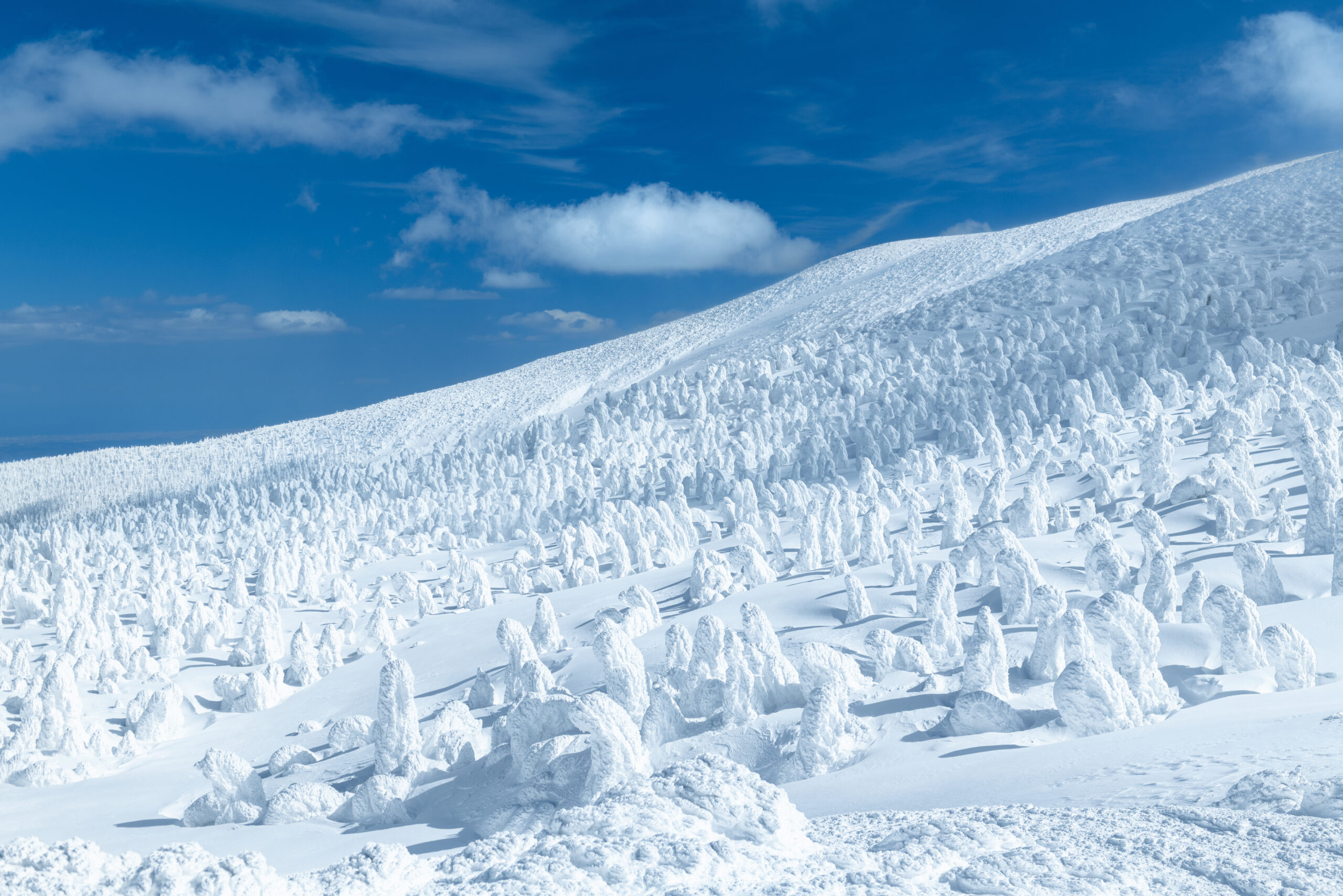 山形蔵王の樹氷
